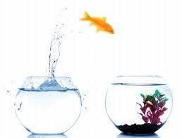 Goldfish jumping from one bowl to another