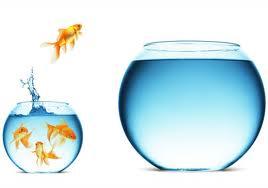 Goldfish jumping from one bowl to another